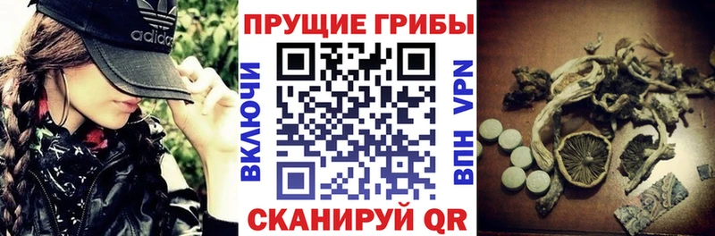 нарко площадка формула  kraken зеркало  Красный Кут  Псилоцибиновые грибы GOLDEN TEACHER 